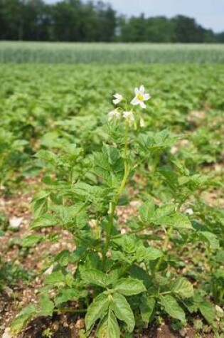 Cover of A Flowering Potato Field in Idaho