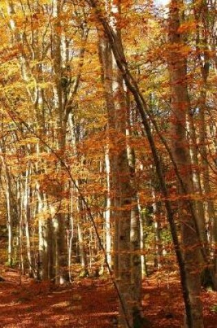 Cover of Sunshine in a Magical Forest in Autumn Nature Journal