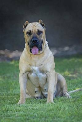 Book cover for The Perro de Presa Canario Dog Journal