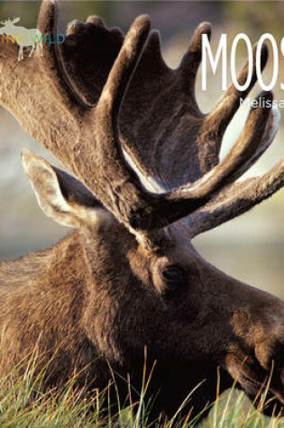 Cover of Moose