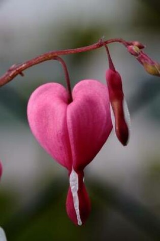 Cover of Pink Heart Shaped Flower Journal