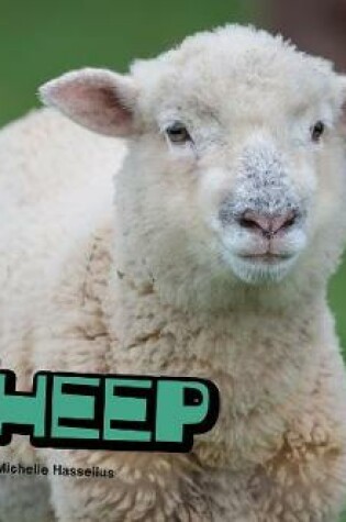 Cover of Sheep