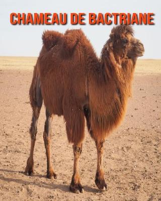 Book cover for Chameau de Bactriane