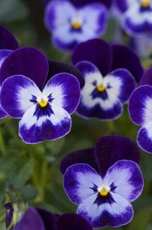 Cover of White and Purple Pansy Cluster, for the Love of Flowers