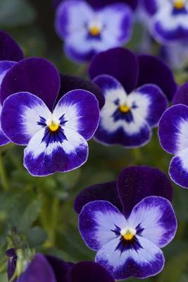 Book cover for White and Purple Pansy Cluster, for the Love of Flowers