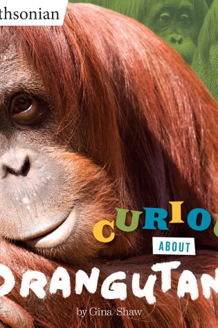 Cover of Curious About Orangutans