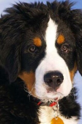 Cover of Bernese Mountain Dog