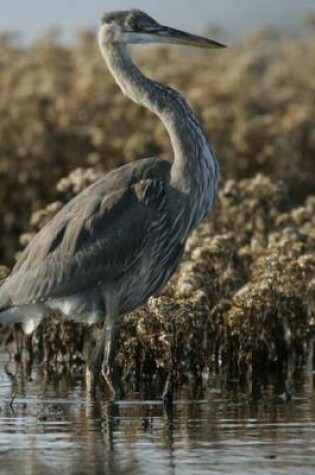 Cover of Great Blue Heron Wading (Birds of the World)