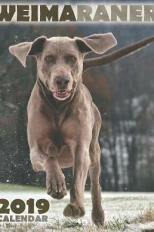 Cover of Weimaraner 2019 Calendar