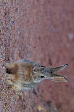 Cover of Desert Cottontail Rabbit in Utah