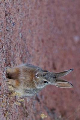 Book cover for Desert Cottontail Rabbit in Utah