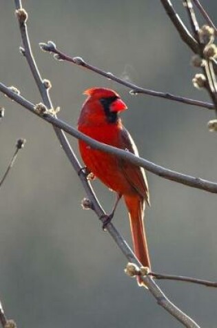 Cover of Gorgeous Red Cardinal Bird Journal