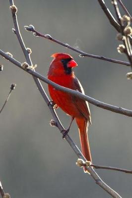 Book cover for Gorgeous Red Cardinal Bird Journal