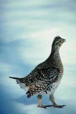 Cover of Journal Bird Outside Winter