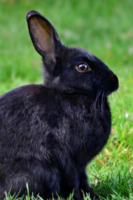 Book cover for Sweet and Silky Black Rabbit Portrait Journal