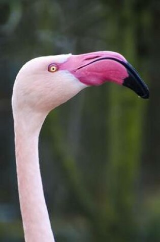 Cover of A Close-Up of a Pink Flamingo Journal