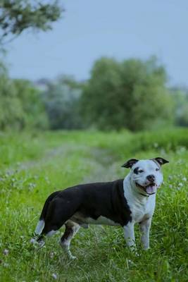 Book cover for American Staffordshire Terrier