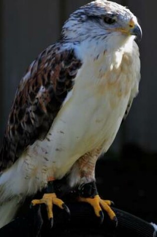 Cover of A Beautiful Ferruginous Hawk Perched on a Post