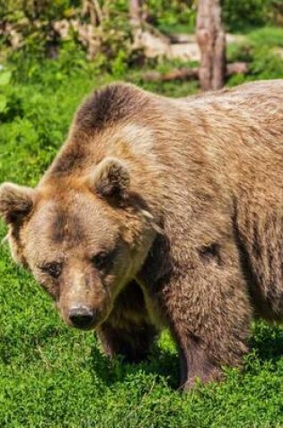 Cover of Big Brown Bear in the Wild Journal