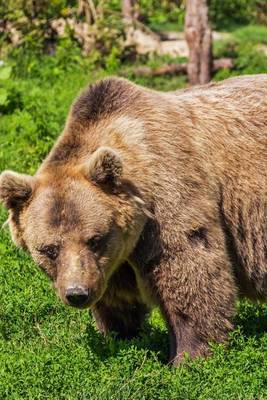 Book cover for Big Brown Bear in the Wild Journal