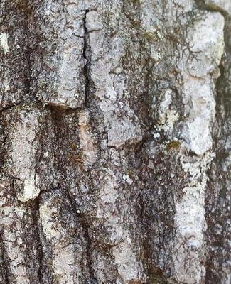 Cover of Oak Tree Bark Photo School Composition Book 130 Pages