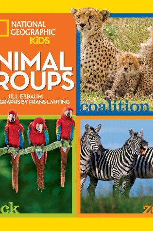 Cover of Animal Groups