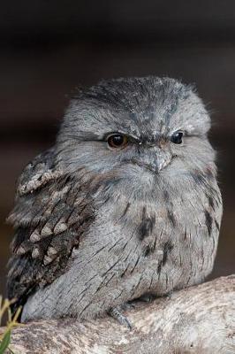 Book cover for Tawny Frogmouth Bird Chick Journal