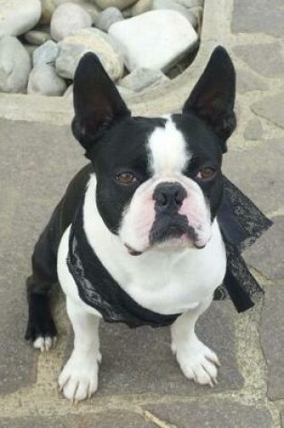 Cover of Boston Terrier with a Black Lace Scarf Journal