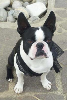 Book cover for Boston Terrier with a Black Lace Scarf Journal