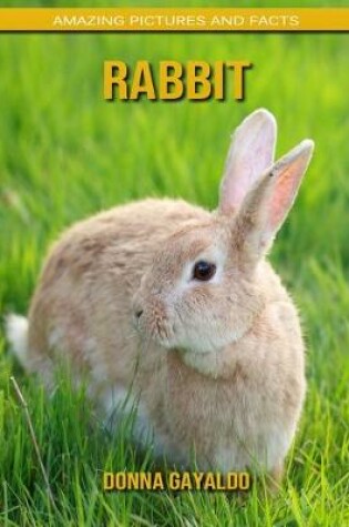 Cover of Rabbit