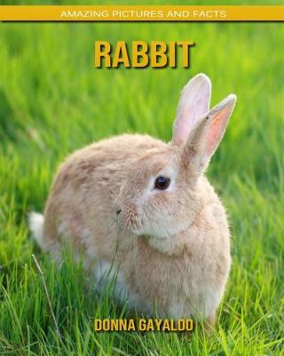 Book cover for Rabbit
