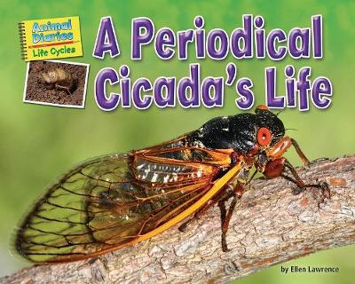 Book cover for A Periodical Cicada's Life