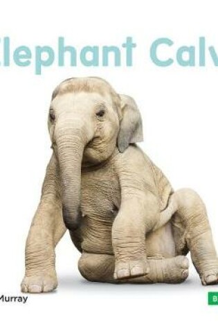 Cover of Elephant Calves