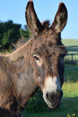 Book cover for Cute Donkey Animal Journal