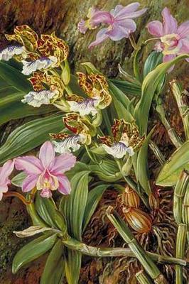 Book cover for Marianne North Orchids in Art Purple Brazilian Orchids