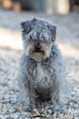 Book cover for Sweet Schnoodle Dog Journal