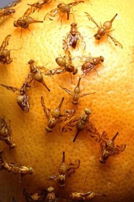 Cover of Insect Journal Fruit Flies On Grapefruit Entomology
