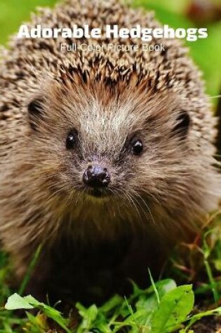 Cover of Adorable Hedgehogs Full-Color Picture Book