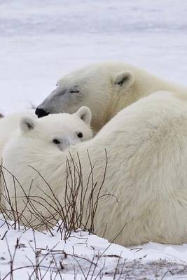 Book cover for Baby Polar Bear Cub Resting on Mom Journal