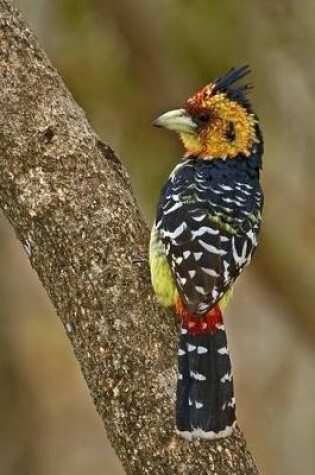 Cover of Crested Barbet Bird Journal