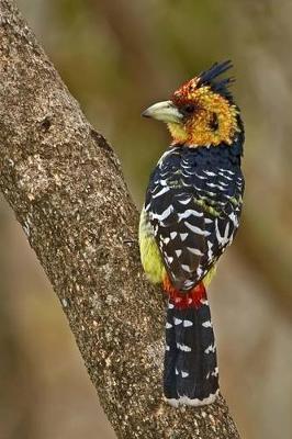 Book cover for Crested Barbet Bird Journal