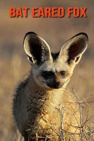 Cover of Bat Eared Fox