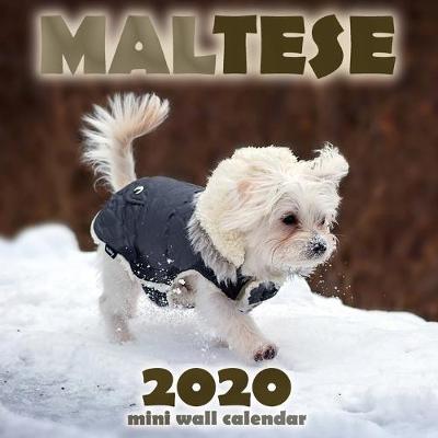 Book cover for Maltese 2020 Mini Wall Calendar