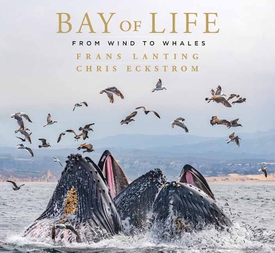 Book cover for Bay of Life