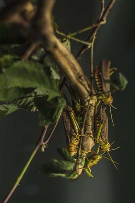 Book cover for Locust Insects on a Branch