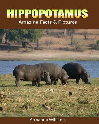 Book cover for Hippopotamus