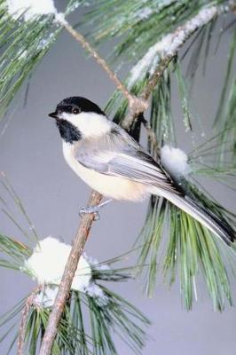 Book cover for Journal Bird Snow Covered Evergreen Branch