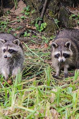 Book cover for Raccoons in the Louisiana Woods