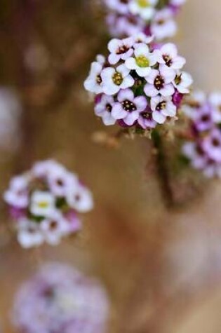 Cover of Beautiful Alyssum Blooms, for the Love of Flowers