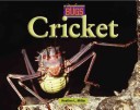 Cover of Crickets